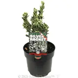 Euonymus Silver Rocket - Plant photo