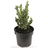 Euonymus Silver Rocket - Alternate photo