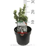 Euonymus Silver Rocket - Product photo