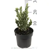 Euonymus Silver Rocket - Reference photo