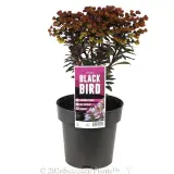Euphorbia Blackbird - Plant photo
