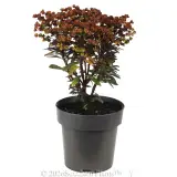Euphorbia Blackbird - Alternate photo