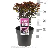 Euphorbia Blackbird - Product photo