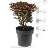 Euphorbia Blackbird - Reference photo