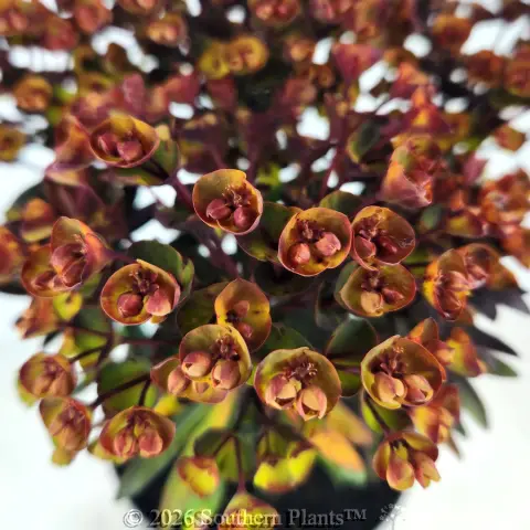 Euphorbia Blackbird