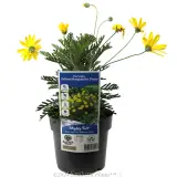 Yellow Marguerite Daisy - Plant photo