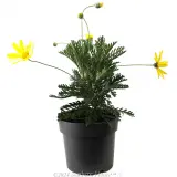 Yellow Marguerite Daisy - Alternate photo