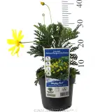 Yellow Marguerite Daisy - Product photo