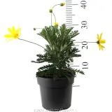 Yellow Marguerite Daisy - Reference photo