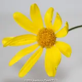 Yellow Marguerite Daisy - Detail photo