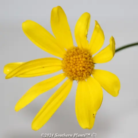 Yellow Marguerite Daisy