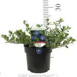 Blue Eyes - Product photo