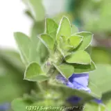 Blue Eyes - Detail photo