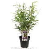 Pingwu Bamboo - Plant photo