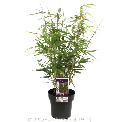 Pingwu Bamboo