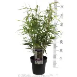 Pingwu Bamboo - Product photo