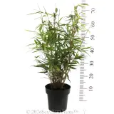 Pingwu Bamboo - Reference photo