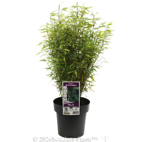 Red Dragon Bamboo