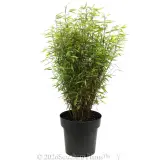 Red Dragon Bamboo - Alternate photo