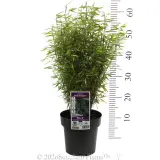Red Dragon Bamboo - Product photo