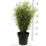 Red Dragon Bamboo - Reference photo