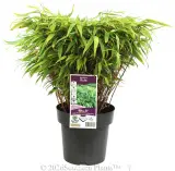 Dragon Head Bamboo - Plant photo