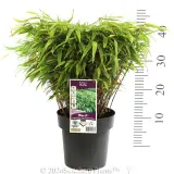 Dragon Head Bamboo - Product photo