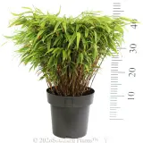 Dragon Head Bamboo - Reference photo