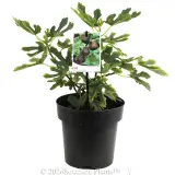 Fig Black Genoa - Plant photo