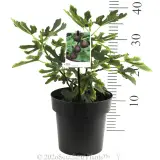 Fig Black Genoa - Product photo