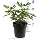 Fig Black Genoa - Reference photo