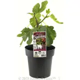 Fig 'Figalicious' - Plant photo