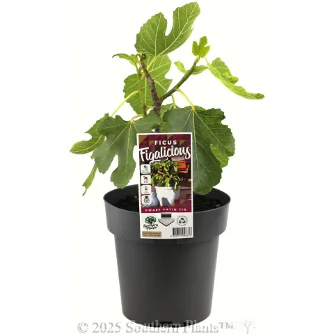Fig 'Figalicious'