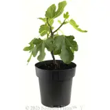 Fig 'Figalicious' - Alternate photo
