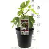 Fig 'Figalicious' - Product photo