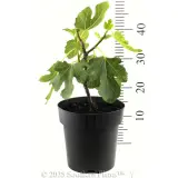Fig 'Figalicious' - Reference photo