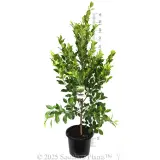 Hills Fig - Product photo