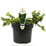 Creeping Fig - Plant photo