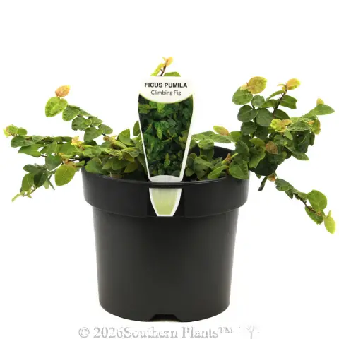 Creeping Fig