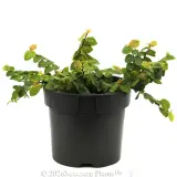 Creeping Fig - Alternate photo