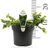 Creeping Fig - Product photo