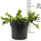 Creeping Fig - Reference photo