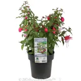 Fuchsia - Plant photo