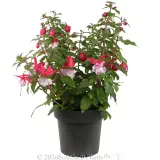 Fuchsia - Alternate photo