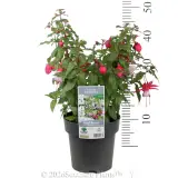 Fuchsia - Product photo