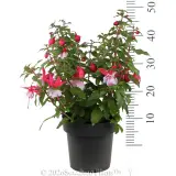 Fuchsia - Reference photo
