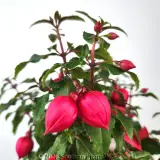 Fuchsia - Detail photo