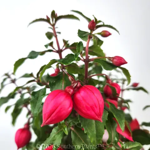 Fuchsia
