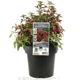 Fuchsia Electric Lights - Plant photo