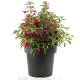 Fuchsia Electric Lights - Alternate photo